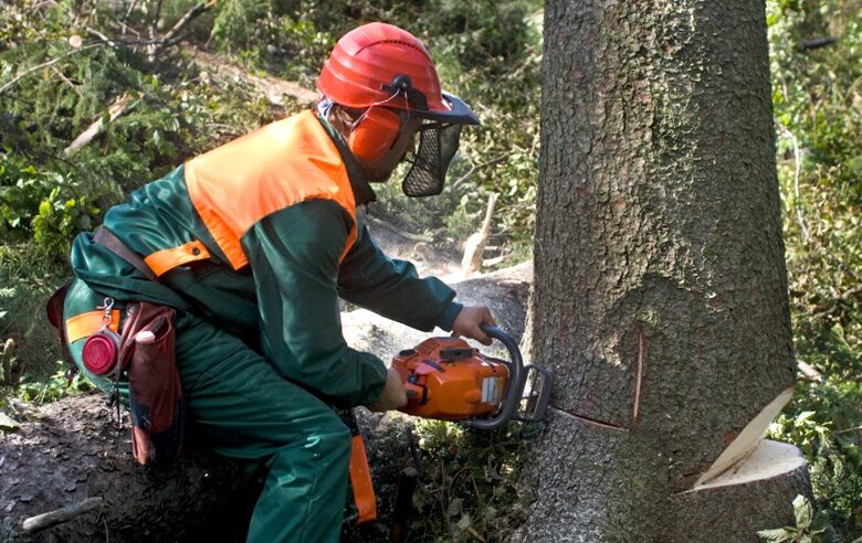 Preparing Your Property for Tree Removal: A Step-by-Step Guide