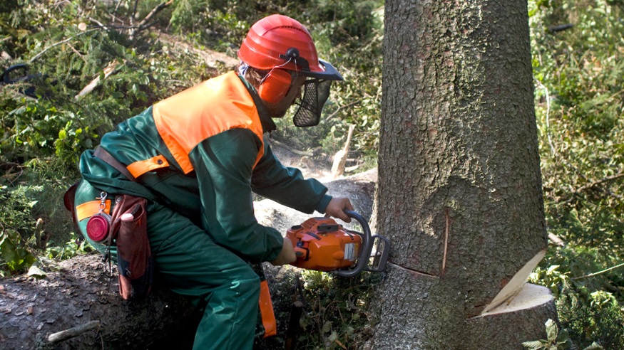 Preparing Your Property for Tree Removal: A Step-by-Step Guide